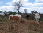 Kenyan cattle